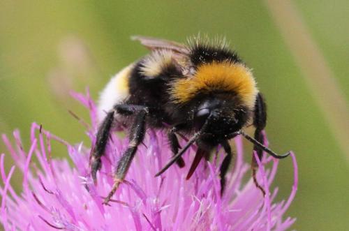 Bombus vestalis